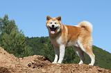AKITA INU 440